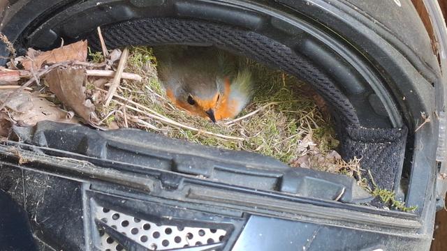 Tierisch gemütlich: Rotkehlchen brütet in Motorradhelm