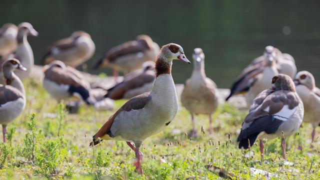 Jagdwilderei: Schüsse auf Nilgänse: Polizei ermittelt Tatverdächtigen