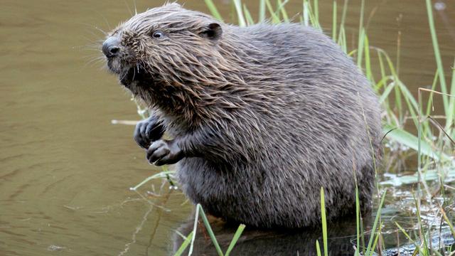 Geschützte Tiere: Tote Biber bei Bad Aibling gefunden – Verd