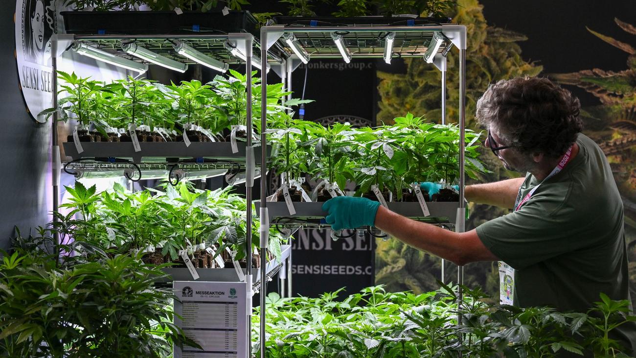 Messe: Cannabis-Messe mit Meditationsmusik und Gras-Kuchen eröffnet