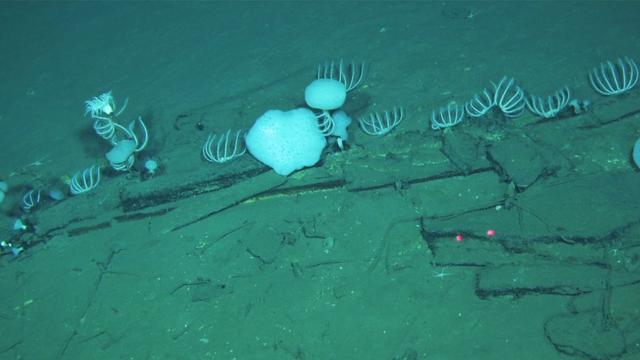 Expedition im Indischen Ozean: Großer Walfriedhof 