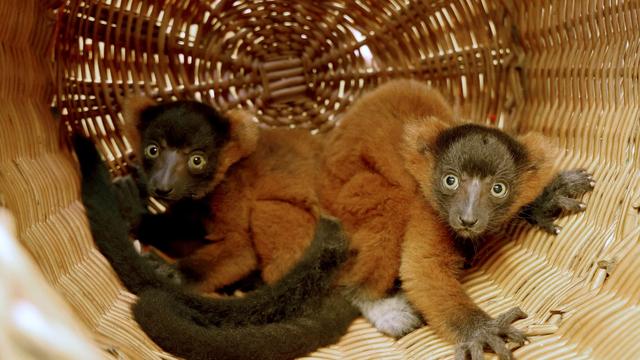 Vogelpark Marlow: Lemuren-Nachwuchs: Rote Varis entwickeln s