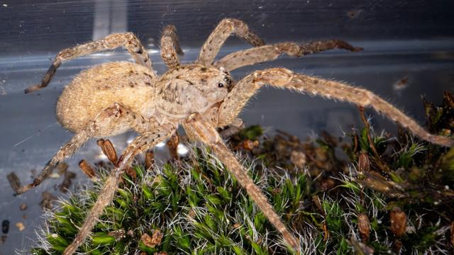 Tiere: Nosferatu-Spinne auch in Sachsen zu Hause