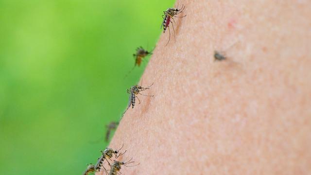 Stechmücken: Charité-Studie: West-Nil-Virus ist in Berlin fe