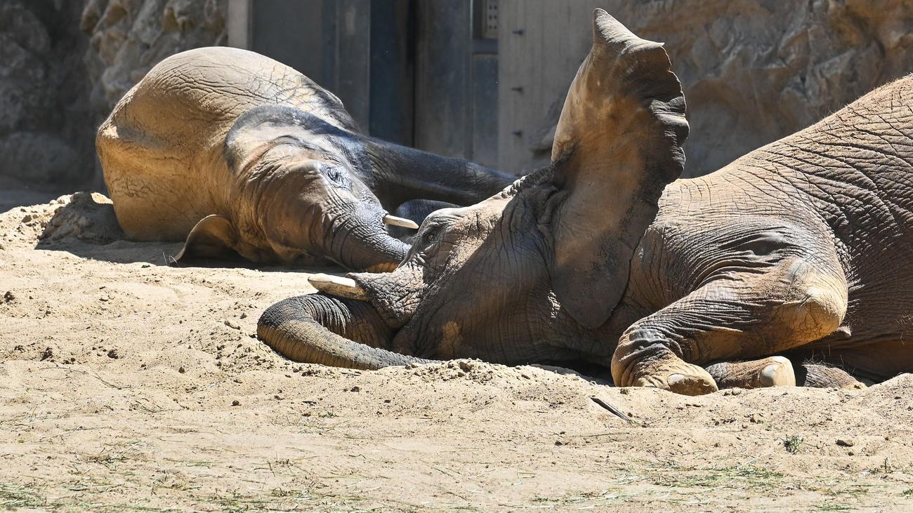 Afrikanische Elefanten: Elefantenfamilie im Berliner Tierpark ab 27. Juni zu sehen
