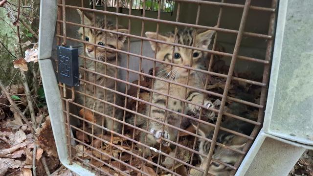 Rettungsaktion für Wildkatzen: Irrtum im Wald wird zur Gefah