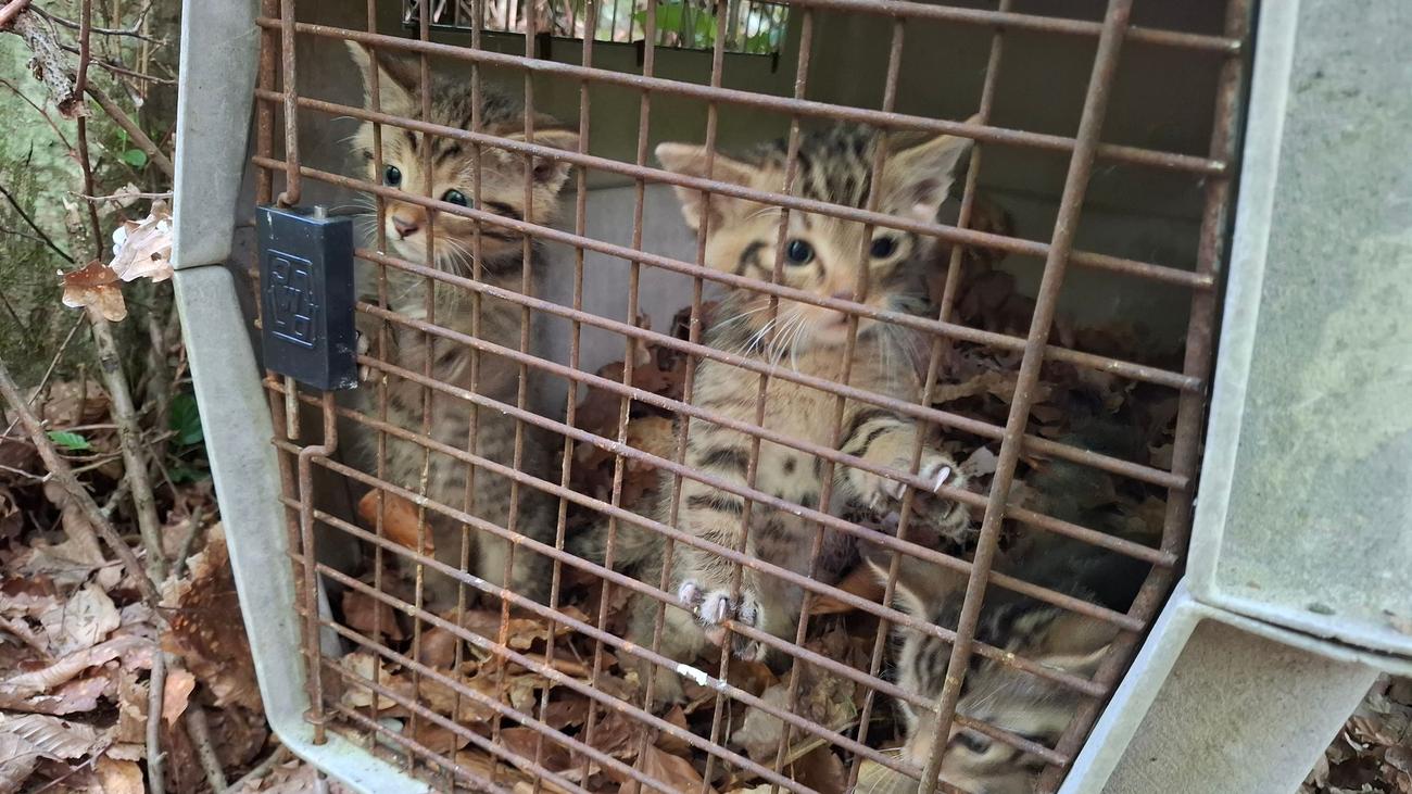 Rettungsaktion für Wildkatzen: Irrtum im Wald wird zur Gefahr für drei kleine Katzen