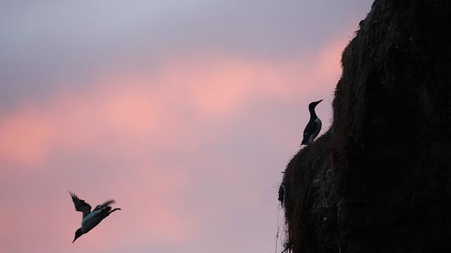Lummentage: Küken wagen den Sprung – Naturspektakel auf Helg
