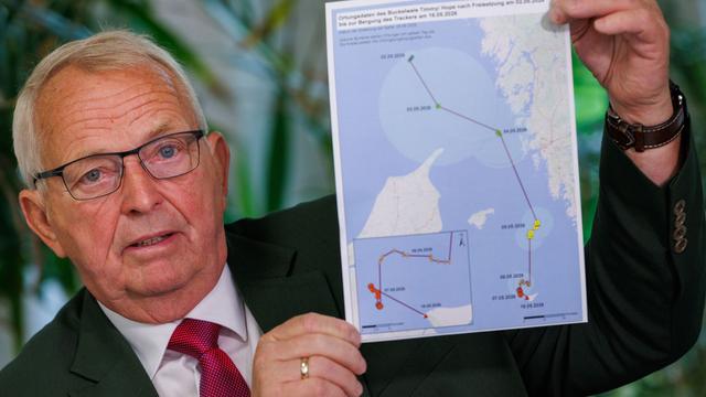 Gerät am Buckelwal ausgewertet: Buckelwal lebte nach Freisetzung nur noch maximal fünf Tage