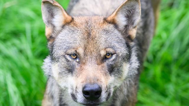 Nach geändertem Gesetz: Nach Schafsrissen - Wolf darf gejagt