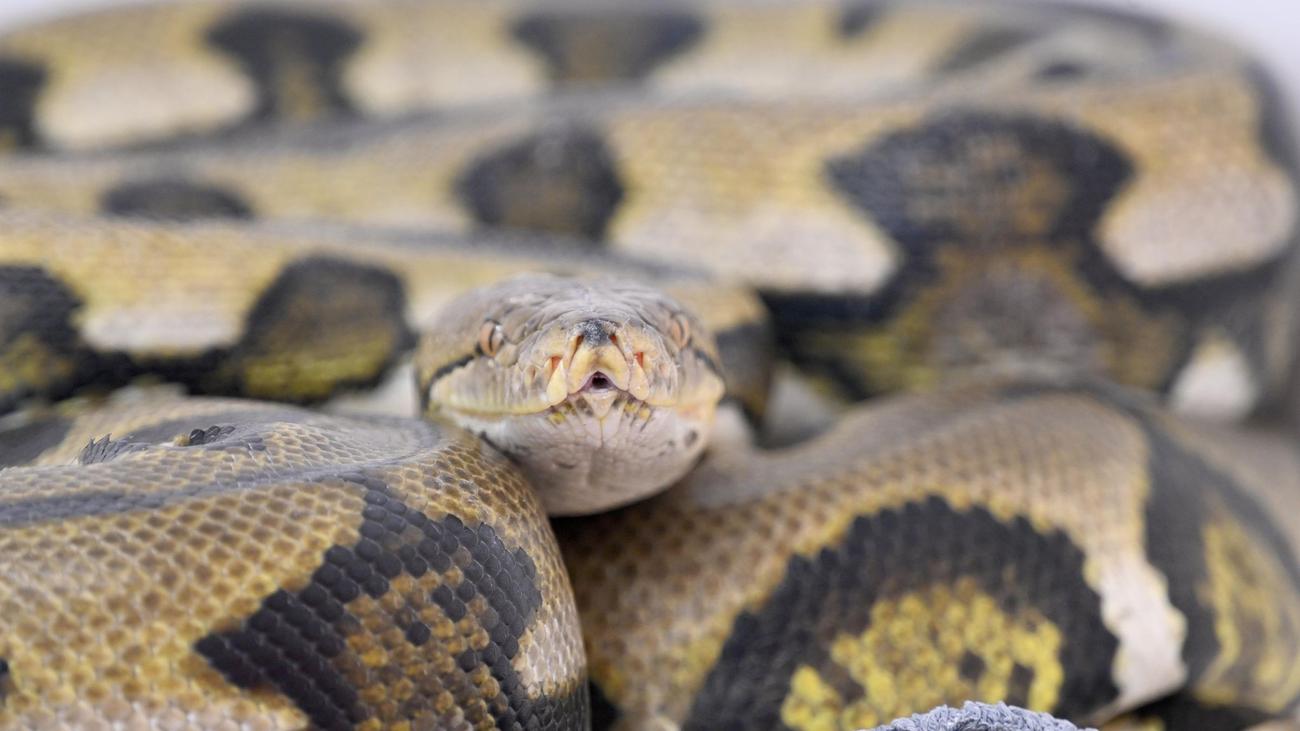 Notfälle: Riesenschlange tötet Frau auf Plantage in Indonesien