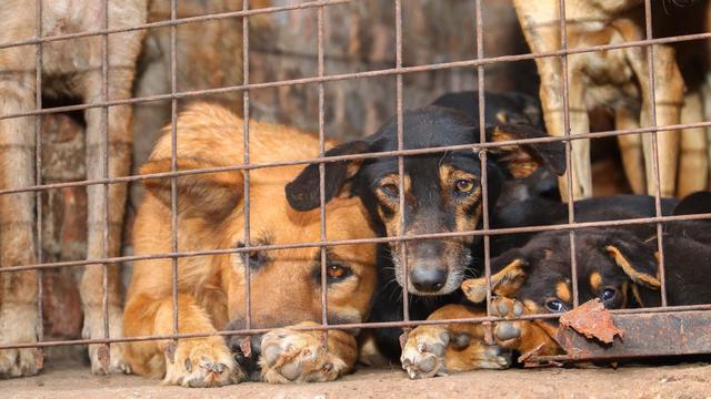 Fachkonferenz auf Bali: Tierquälerei für Klicks: Warum Gewal