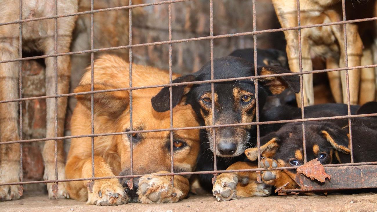 Fachkonferenz auf Bali: Tierquälerei für Klicks: Warum Gewaltvideos im Netz boomen
