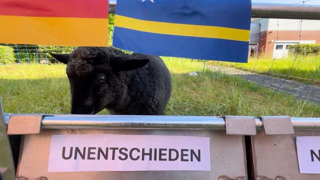 Bild: WM-Orakel: Schaf Tina tippt auf Unentschieden bei Deutschland-Spiel