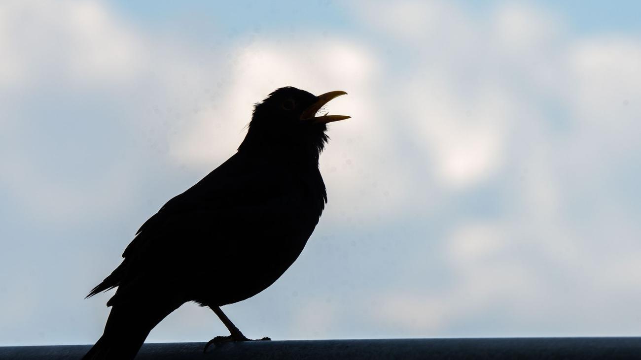 Naturschutz: Vogelgesang: Wer piept denn da?