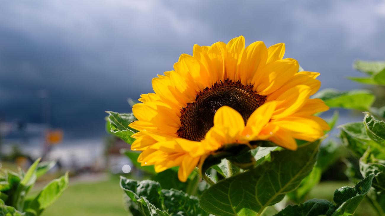 DWD-Prognose: Wo es in Baden-Württemberg am Wochenende sonnig wird