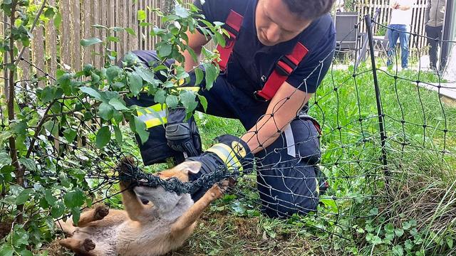 Tier gerettet: Feuerwehr befreit Fuchs aus lebensgefährlicher Situation