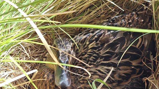Brutzeit: Sicherer Nistplatz - Ente brütet bei der Polizei
