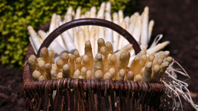 Begehrtes Edelgemüse: Ernte endet: Spargelhöfe ziehen positive Bilanz