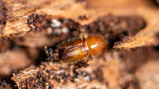 Bark beetle damage in Thuringia significantly reduced