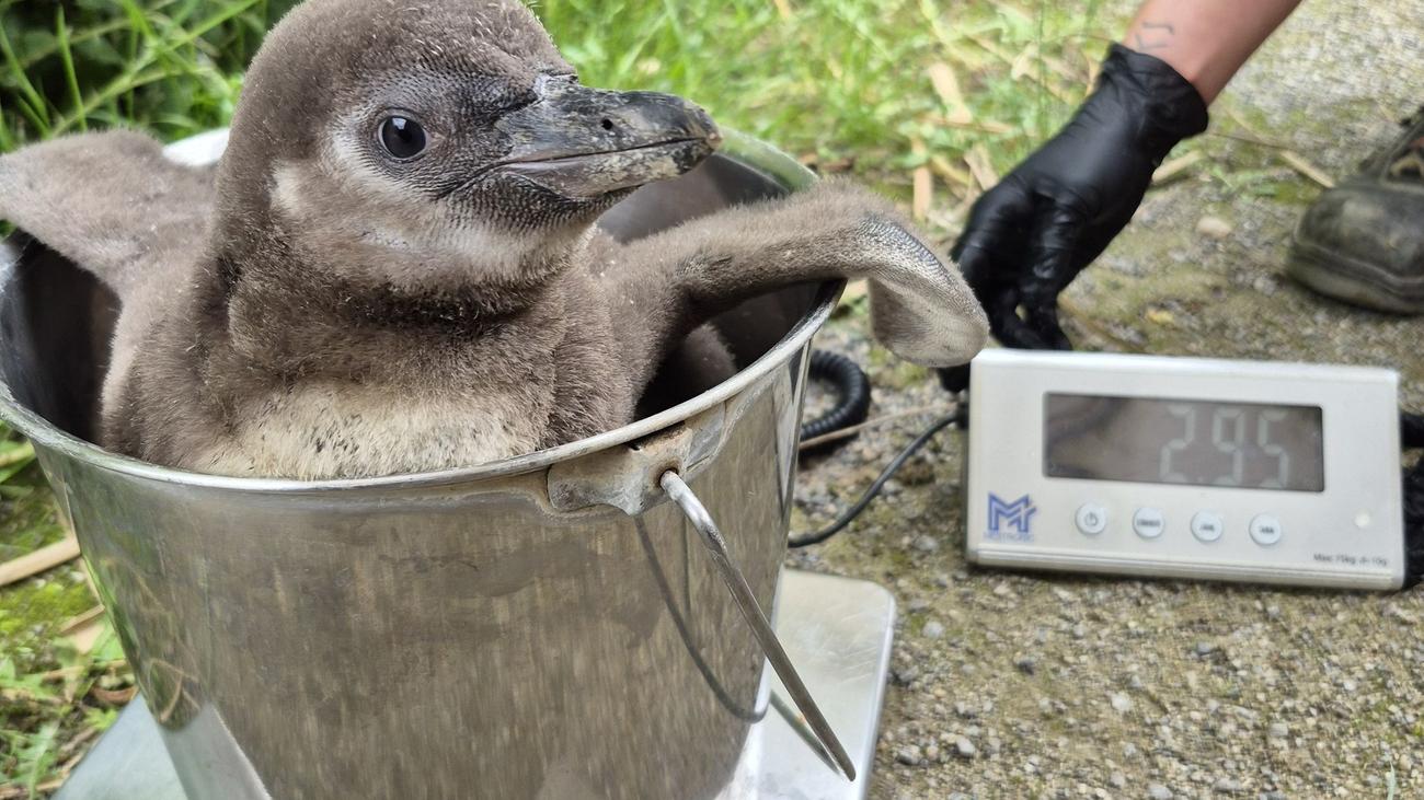 Krefelder Zoo: Seltener Nachwuchs: Humboldt-Pinguine in Krefeld geschlüpft