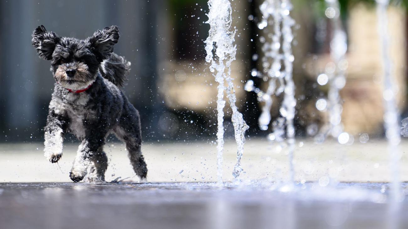 Temperaturen bis zu 36 Grad: Hitzewelle trifft Sachsen, Sachsen-Anhalt und Thüringen