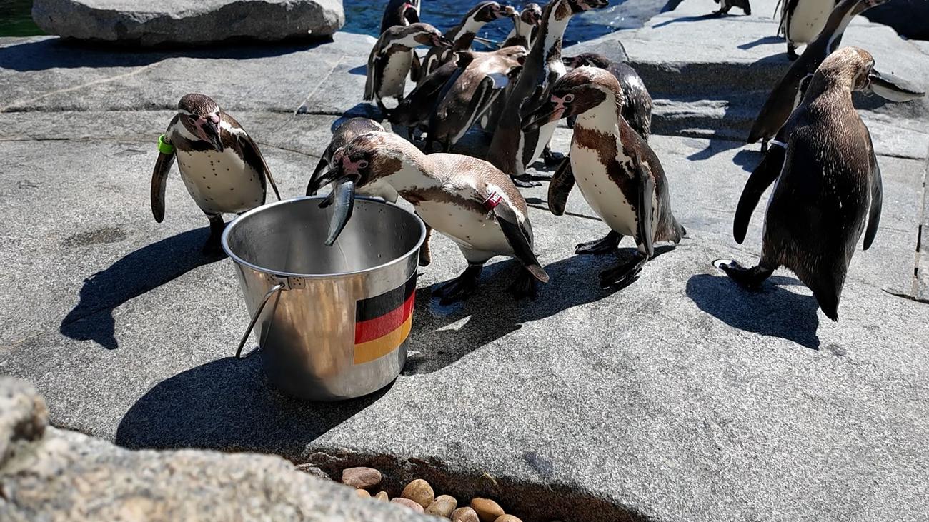 Orakel: Stinktiere, Papagei und Bakterien tippen auf WM-Spiele