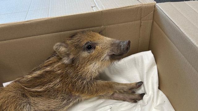 Tiere: Polizei fängt Wildschwein mitten in Idar-Oberstein ein