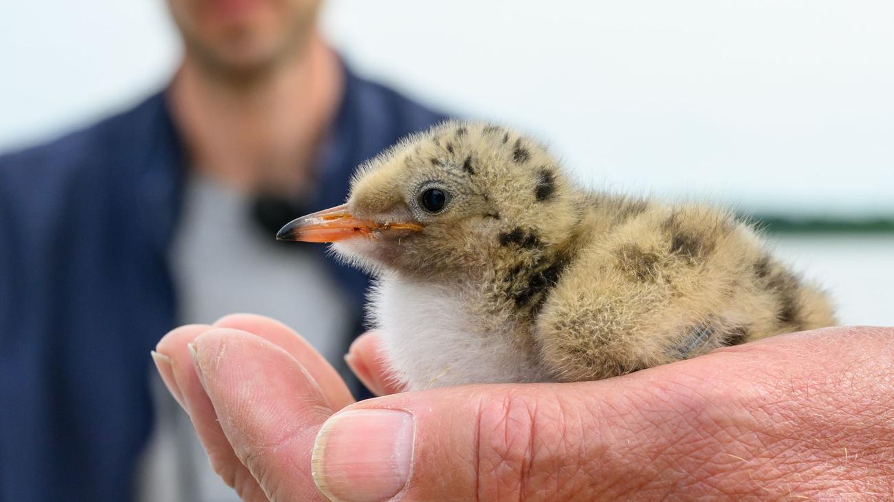 Vogelschutz: Rettungsinseln für bedrohte Zugvögel