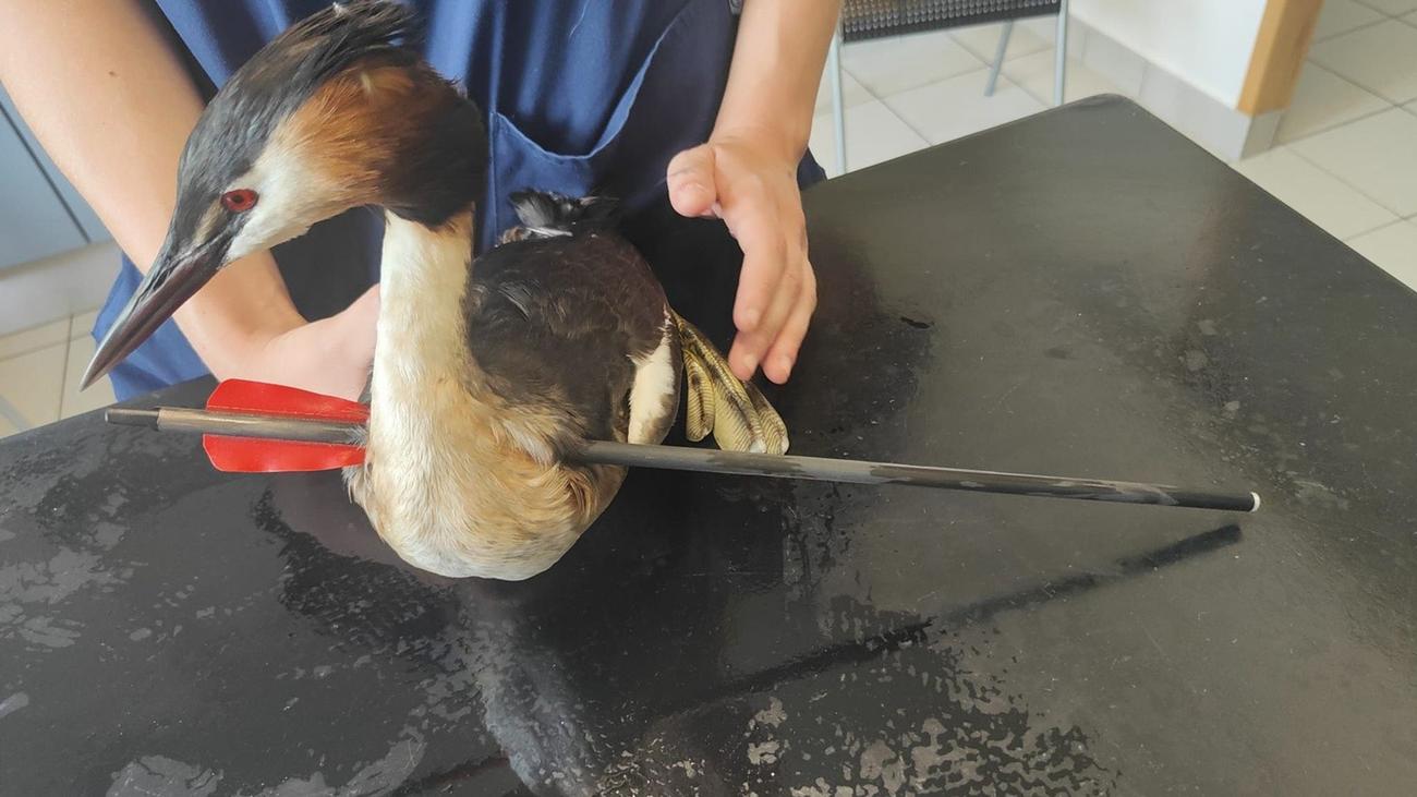 Tierrettung: Vogel wird mitten durch Hals getroffen und überlebt