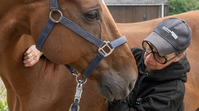 Tiere im Dienst: «Was gibt es Schöneres»: die Arbeit einer Pferde-Osteopathin