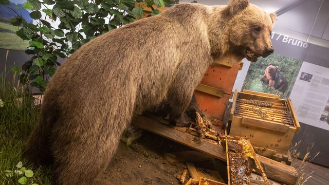 Bärenstreit: Braunbär Bruno im Museum: Freiheitssymbol und Schaustück