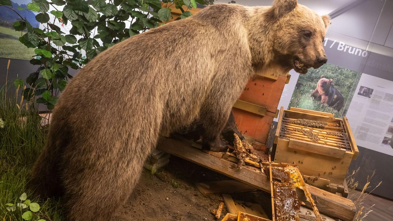 Bärenstreit: Braunbär Bruno im Museum: Freiheitssymbol und Schaustück