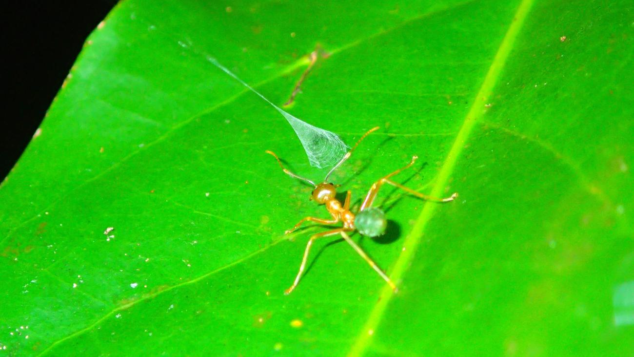 Katapultfalle aus Spinnenseide: Ausgefuchste Taktik: Spinne katapultiert Ameisen in ihr Netz