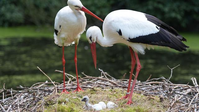 Störche im Norden: Bisher gutes Brutjahr für Weißstörche in Schleswig-Holstein