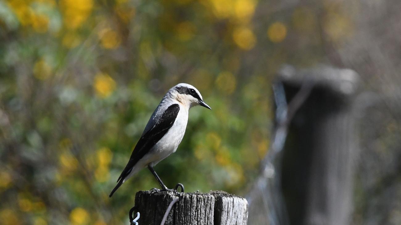 Umweltschutz: Deponie neue Heimat für bedrohten Vogel Steinschmätzer