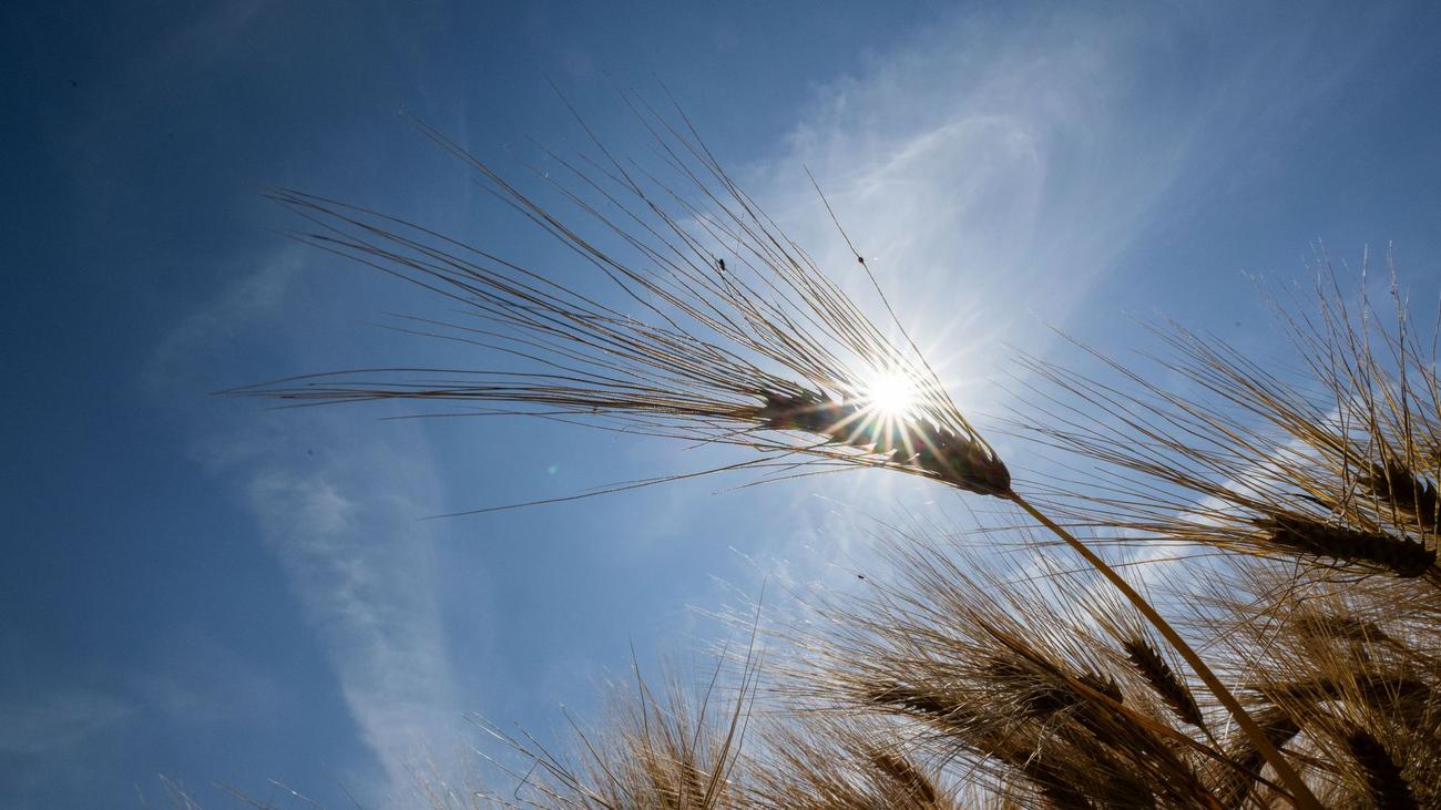 Wetter: Hitze legt weiter zu - Temperaturen klettern bis auf 39 Grad