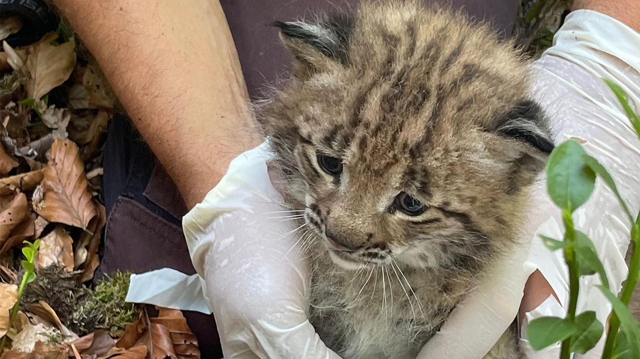 Tiere: Seltenes Luchs-Baby im Südwesten - warum das wichtig ist
