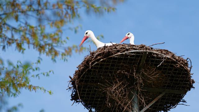 White Storks on the Rise: Expanding Their Range Across Germany
