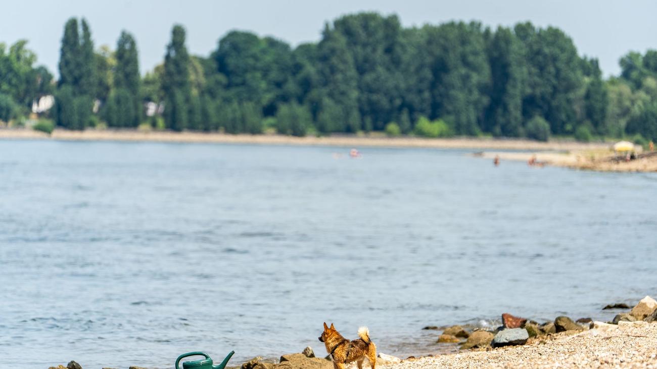 Badeunfälle: Drei Tote aus dem Rhein in Hessen geborgen