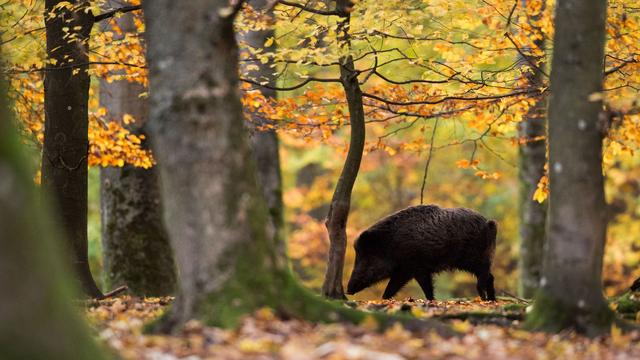 Bild: Verabschiedung im Landtag: Land will mit neuem Jagdrecht mehr Tierschutz ermöglichen