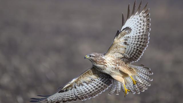 Bavarian police step up patrols for wildlife protection