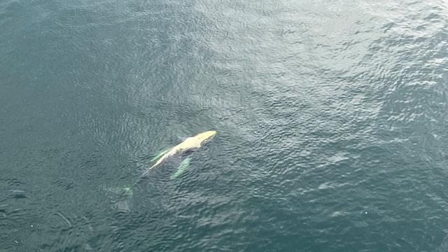 Mystery surrounds new humpback whale sighting in Danish waters after 'Timmy' drama