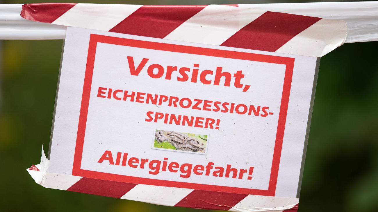 Gefährliches Insekt: Saale-Orla-Kreis warnt vor Eichenprozessionsspinnern