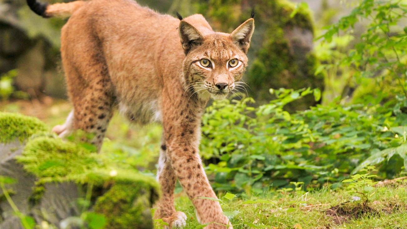 Tierischer Nachwuchs: Drei Luchsjunge für Wiederansiedlung im Nationalpark Harz