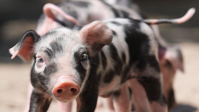 Tiere: Schlamm, Sand und Eisbombe - so geht tierischer Hitzeschutz