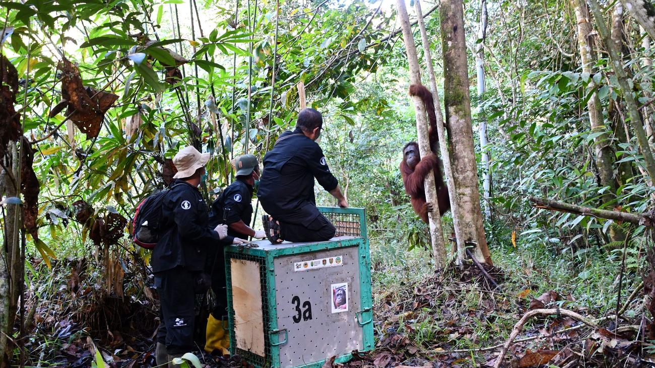 Kleines Wunder im Regenwald: Vom Brandopfer zur Freiheit: Orang-Utan Himba ausgewildert