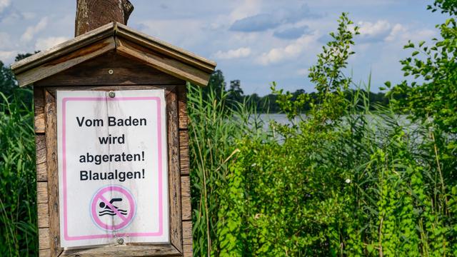 Hitze: Blaualgen und Zerkarien entwickeln sich in einigen Gewässern