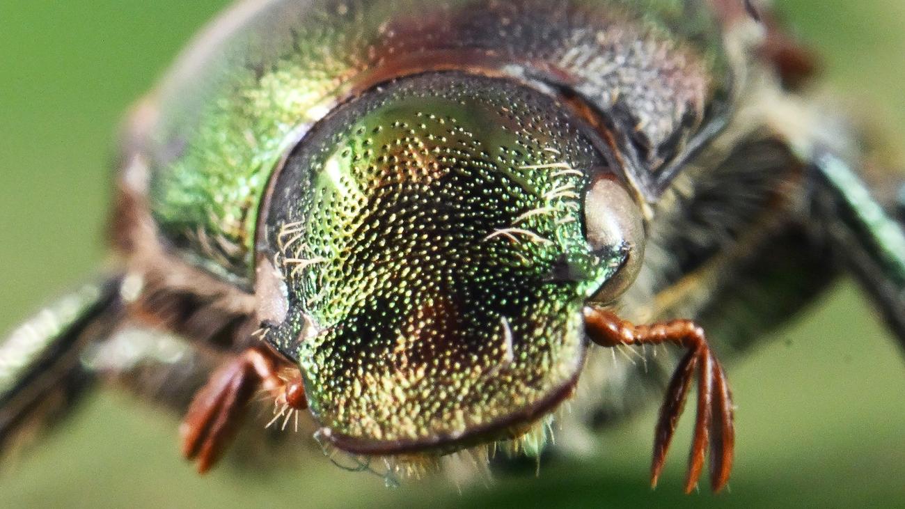 Natur: Erste Japankäfer dieses Jahr im Südwesten gefunden