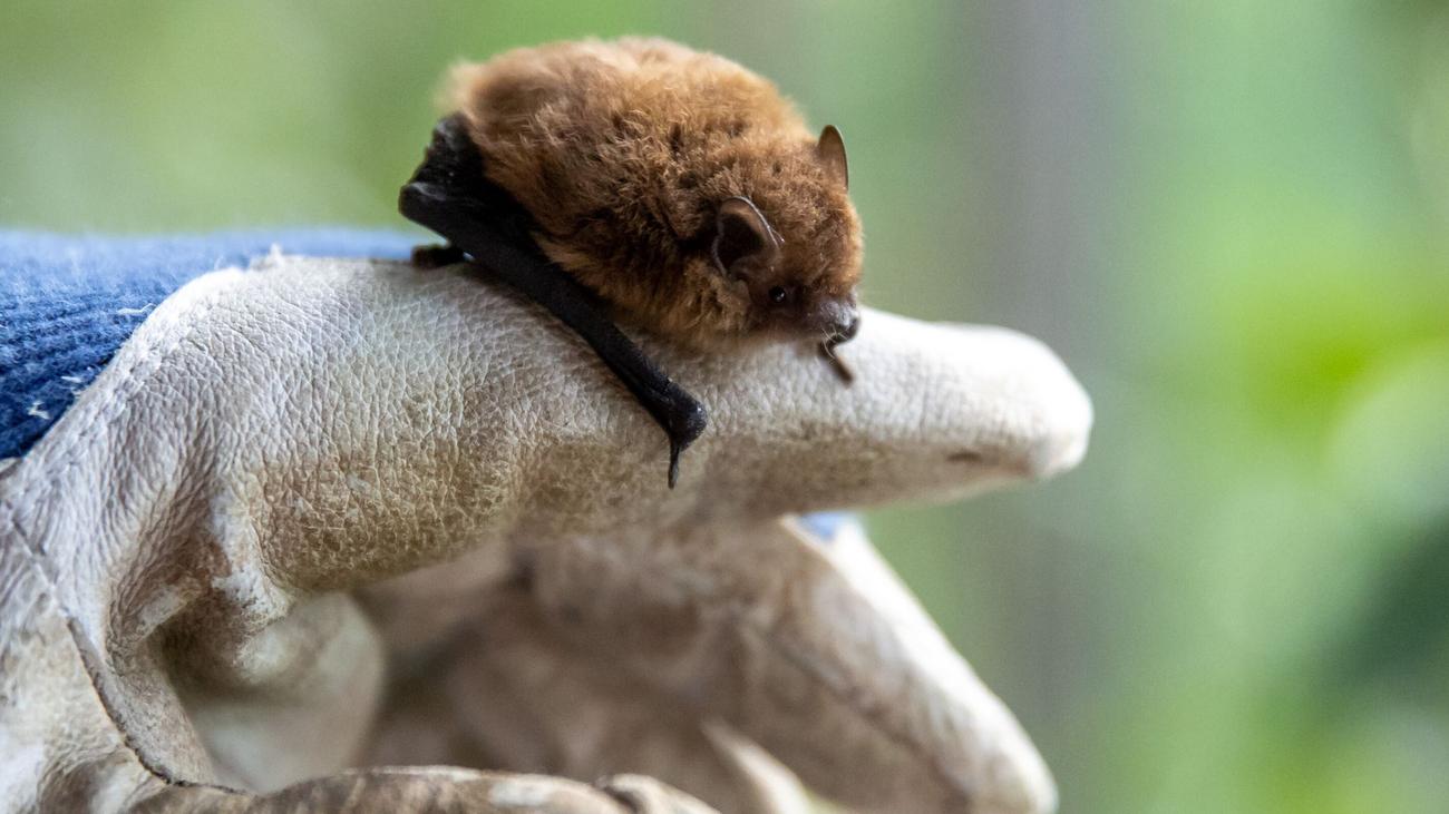Tiere: Jungtiere leiden unter hohen Temperaturen